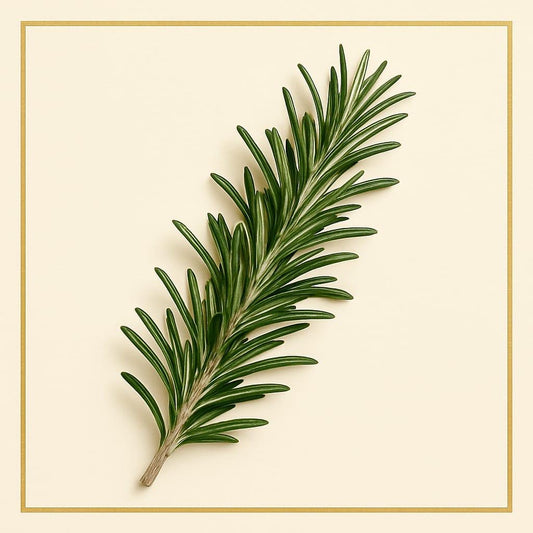 Fresh Rosemary